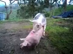 Zoo sex movie scene featuring 2 hogs fucking outdoors